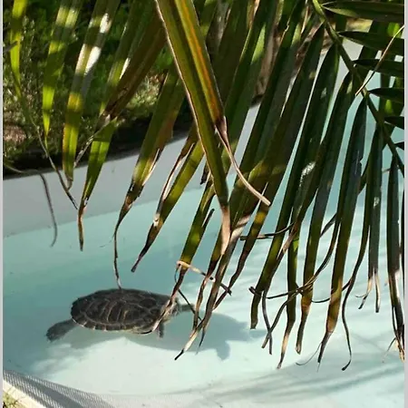 On Monte São Felix * Laundos