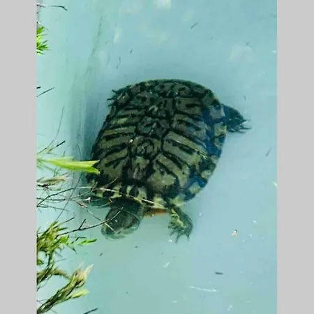 Villa On Monte São Felix *