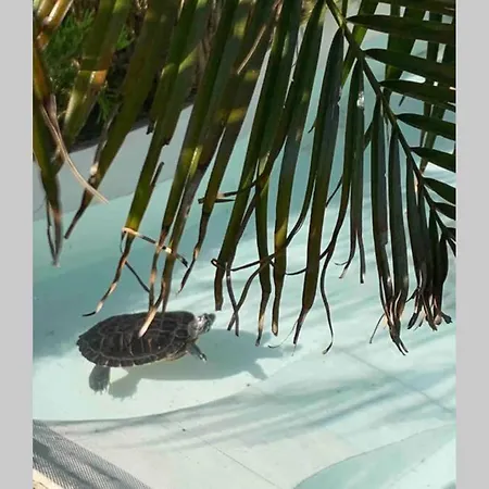 On Monte São Felix * Laundos