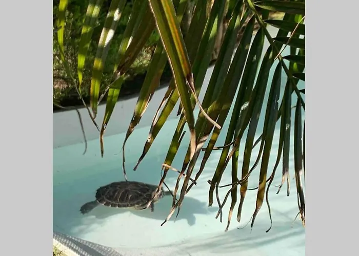 On Monte Sao Felix * Laundos
