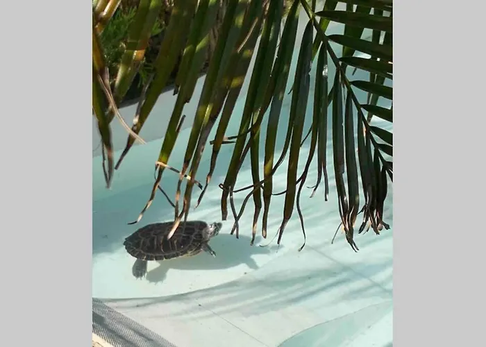 On Monte Sao Felix * Laundos